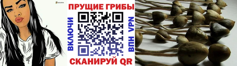 Купить закладки  Костерёво  Галлюциногенные грибы мухоморы 